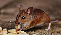 tree-injection-for-pest-control Experts in Mountain Top